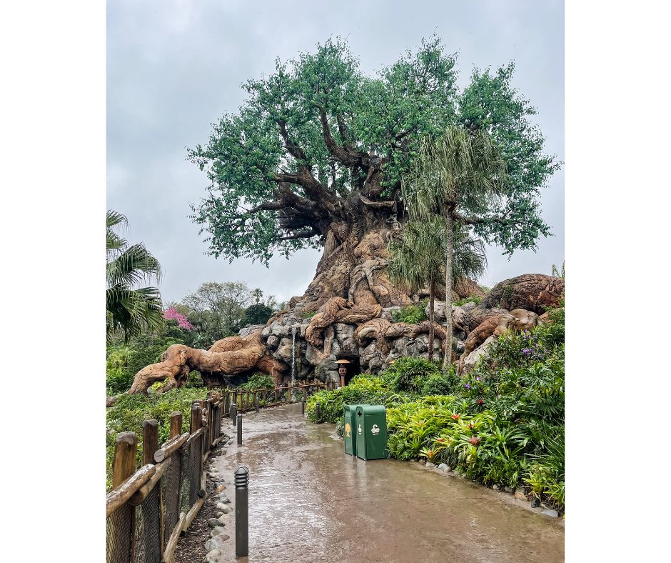 tree of life animal kingdom