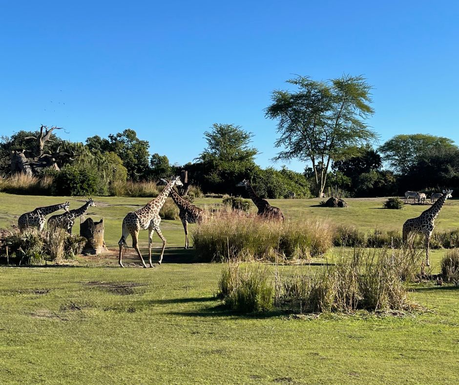 giraffes at animal kingdom safari