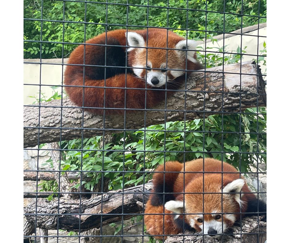 red panda at sunset zoo in Manhattan