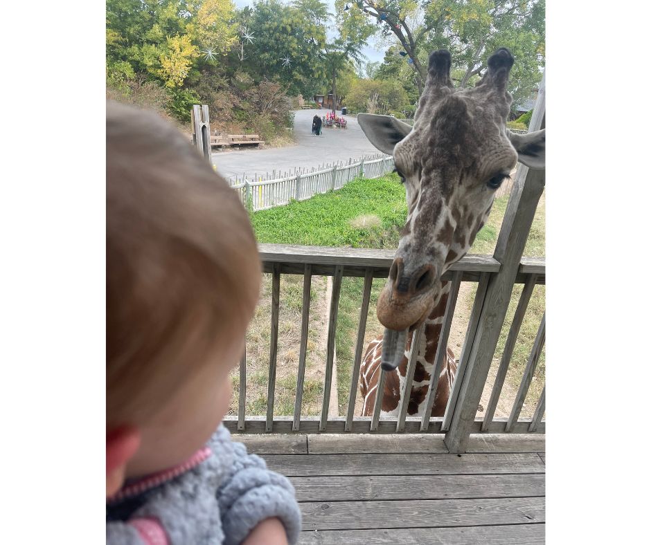 giraffe feeding at Sedgwick county zoo