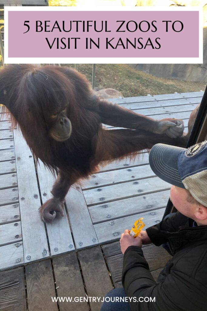 orangutan at Kansas City zoo